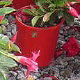 Mandevilla